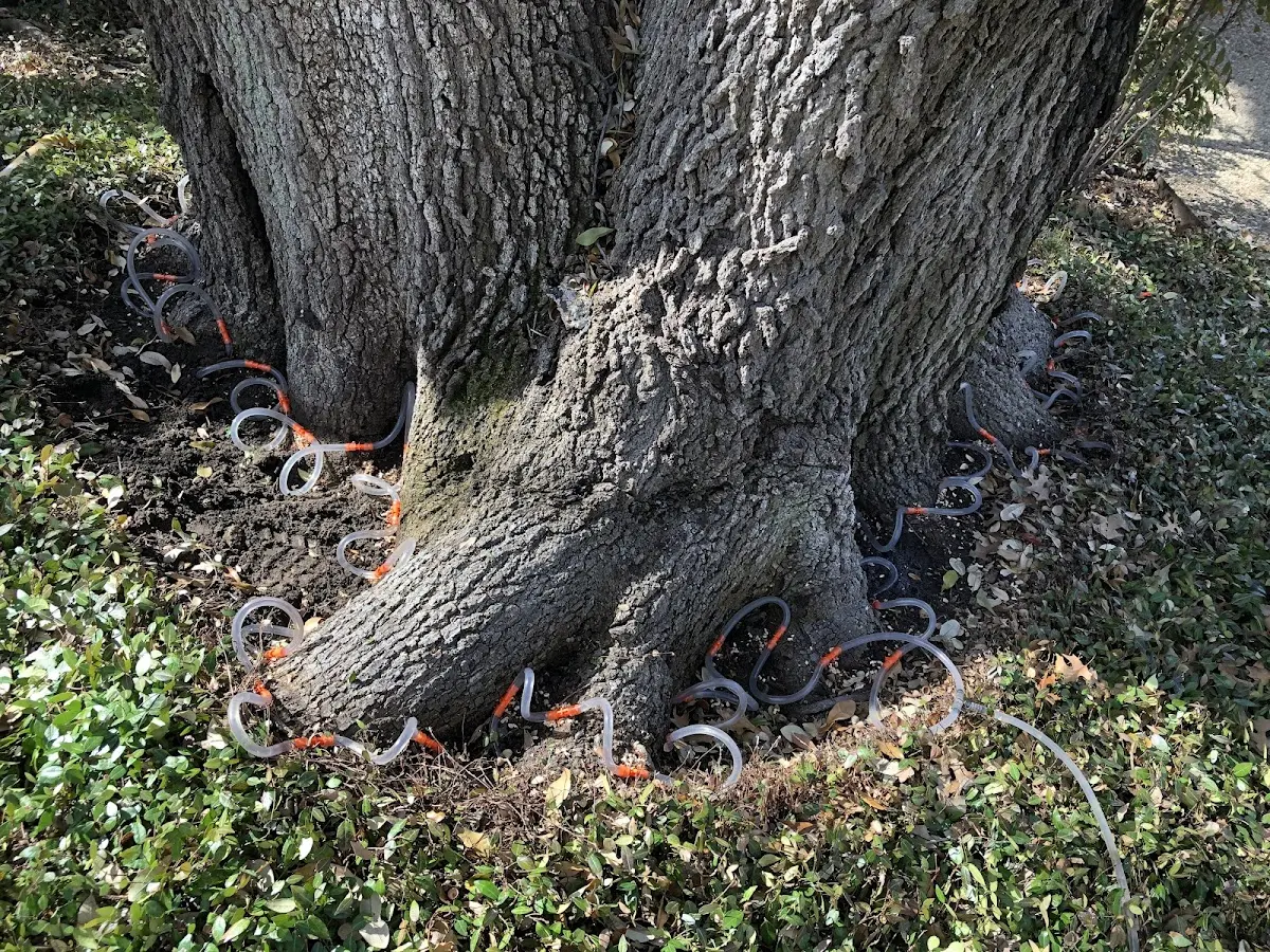 Detailed Tree Cabling and Bracing job site in Fortine